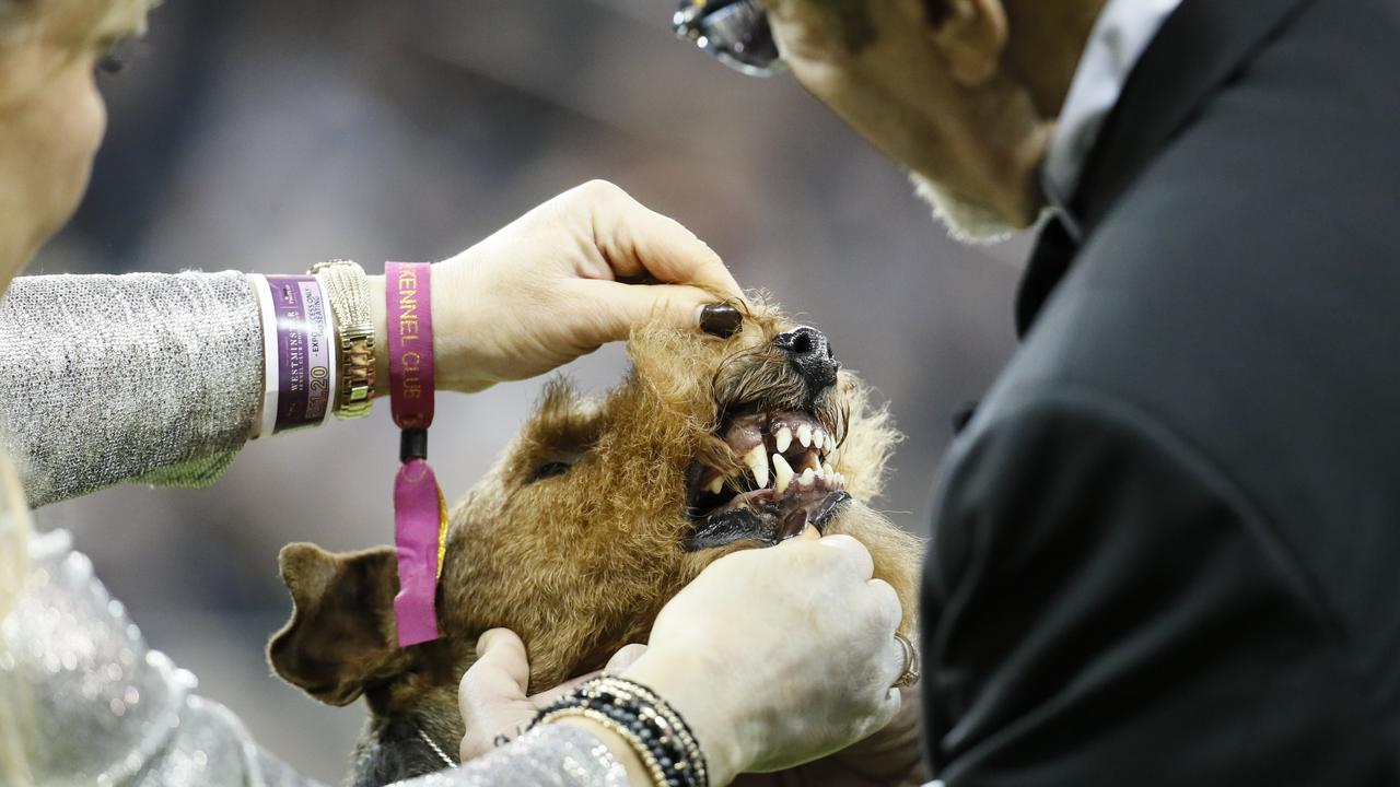 A dental check for a Welsh terrier. Picture: AP