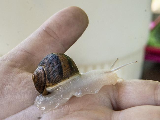 A side of slime: family launches Darling Downs’ first snail farm