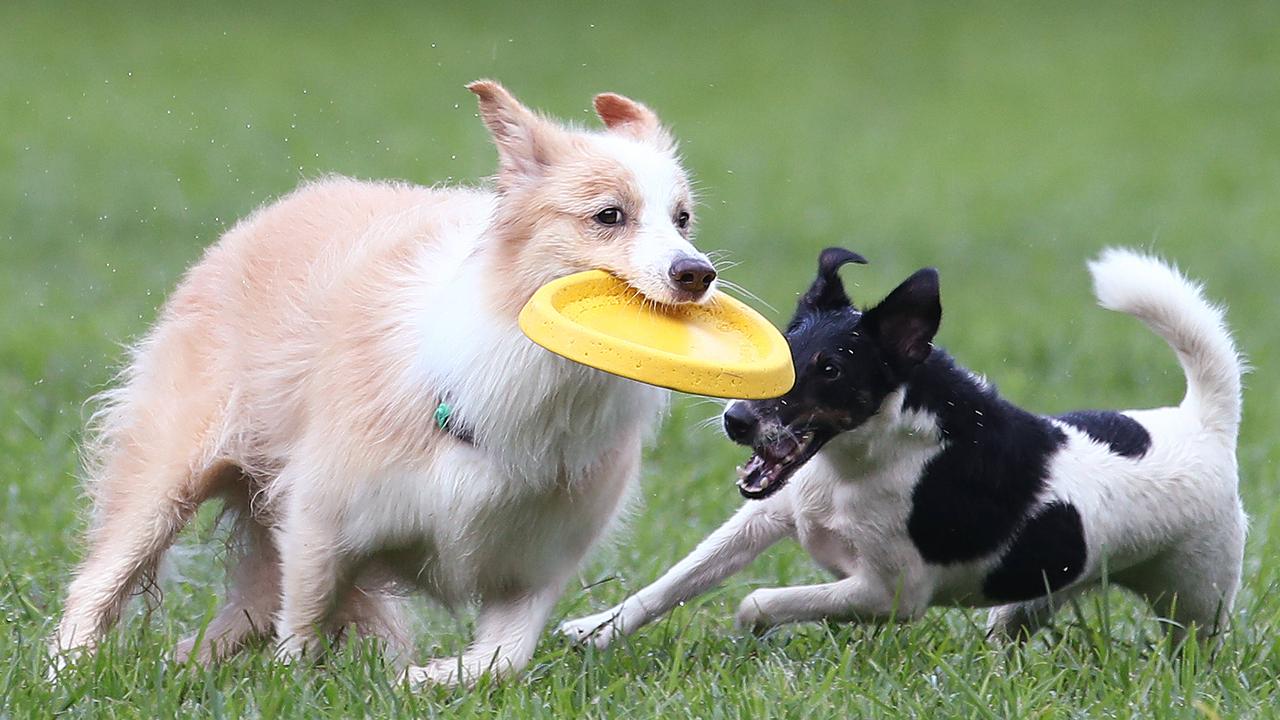 Pet owners in Queensland are urged to look after their furry friends during the ongoing heatwave, with recommendations to use cooling aids like mats or kiddie pools to help cool pets down after walks and play. Picture: Brendan Radke