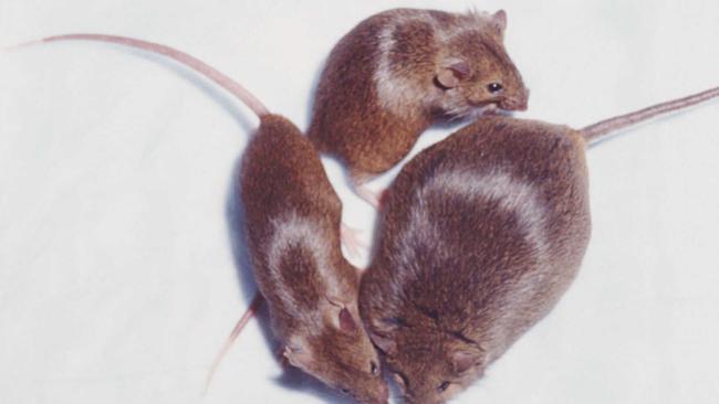 Obese mice with their sense of smell knocked out lost weight despite eating a high calorie diet. File picture: AP