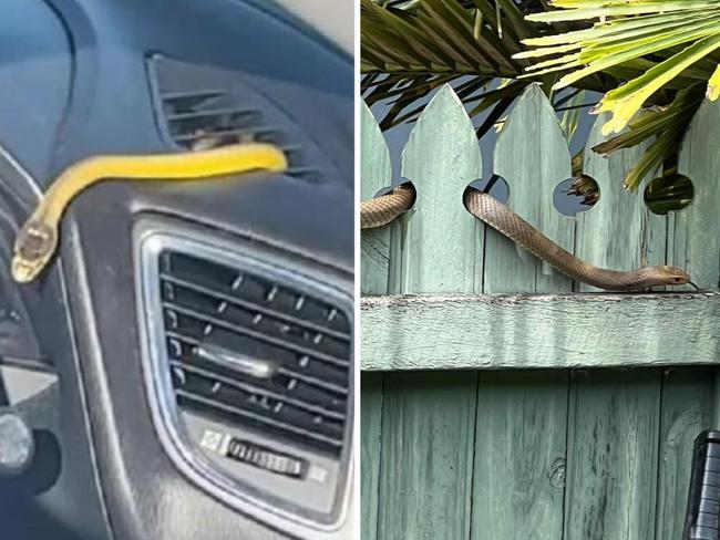 The spate of snake bites across Queensland continues with  victims rushed to hospital following two separate incidents within 90 minutes on Friday.