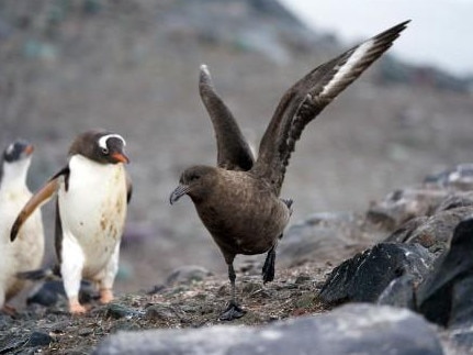 A team of scientists have confirmed the spread of High Pathogenicity Avian Influenza of the H5 subtype (HPAIV H5) infections on Antarctic wildlife a skua and gentoo penguin pictured. Picture: Federation University