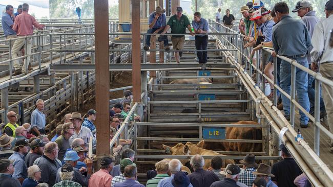 Livestock prices continue to rise, smashing records week after week. Picture: Zoe Phillips.