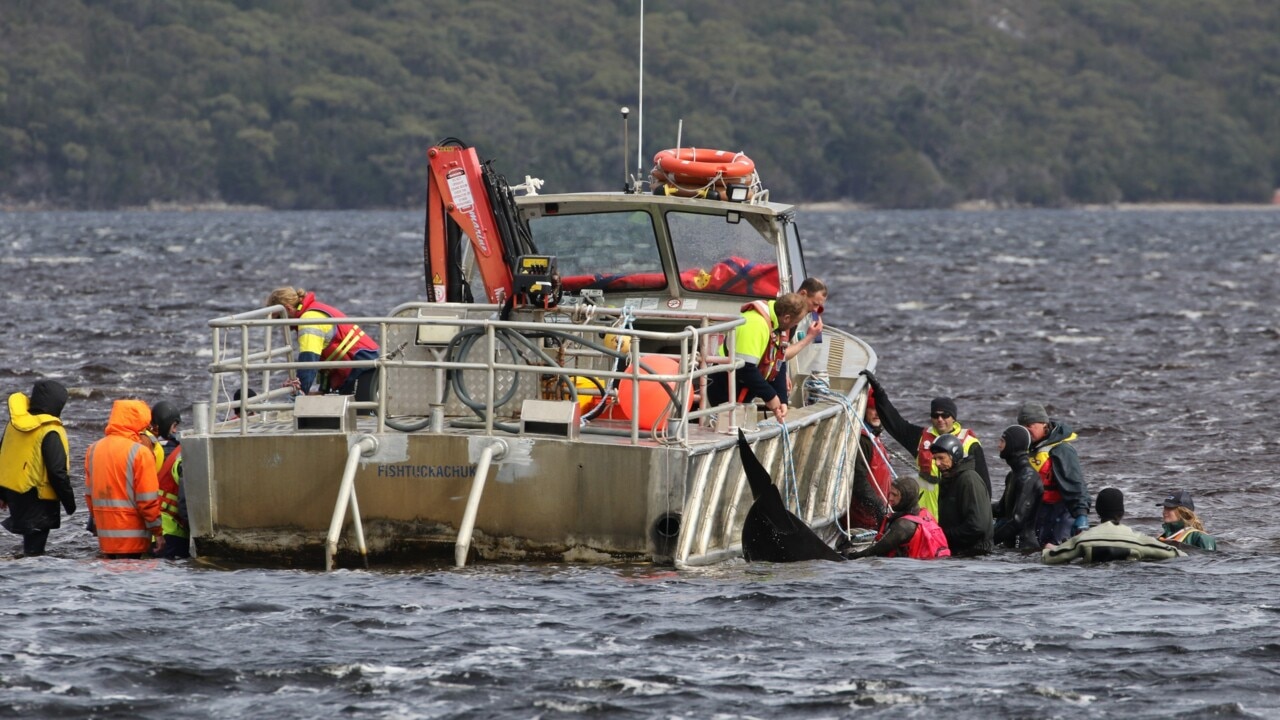 Rescuers return 88 stranded pilot whales to sea