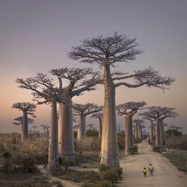 A drone captures the Allée des Baobabs in Madagascar during sunset, showcasing the trees’ majestic silhouettes against the vibrant sky. Picture: John Seager