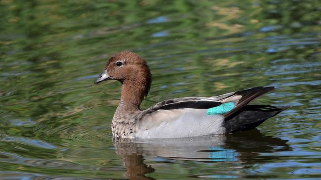 Australian wood ducks are among the species that may be shot during the annual hunting season. Picture Jeff Groves