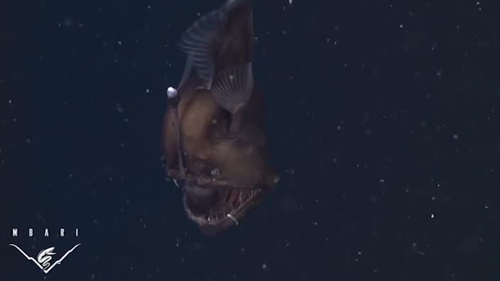 Rare ‘Seadevil’ fish caught on film in the Monterey Canyon