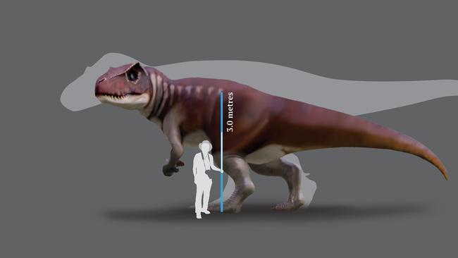 The giant Queensland dinosaur that roamed Gladstone 160 million years-ago stood 3 metres tall, with the largest T-Rex 3.25 metres in height.