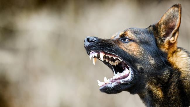 Woman traumatised after dog mauled to death