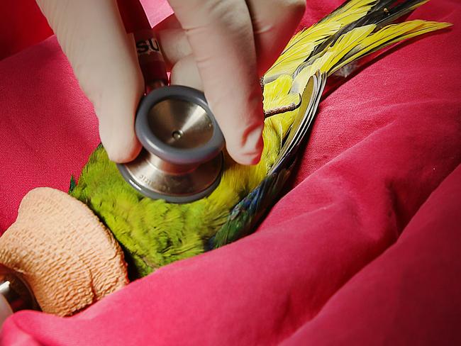 The vet checks over all aspects of the bird’s health. Picture: Ian Currie