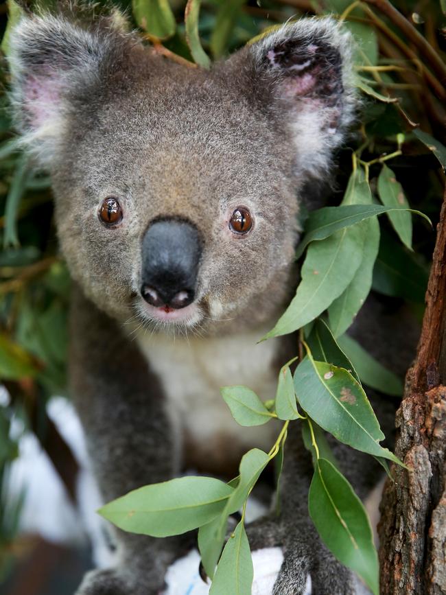 Anwen enjoying some fresh eucalyptus leaves.