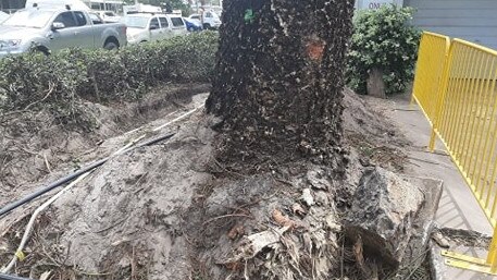 Gold Coast City councillors have voted unanimously to protect the city's second largest Norfolk Pine at Burleigh Heads. Photo of the tree taken on January 30 2021.