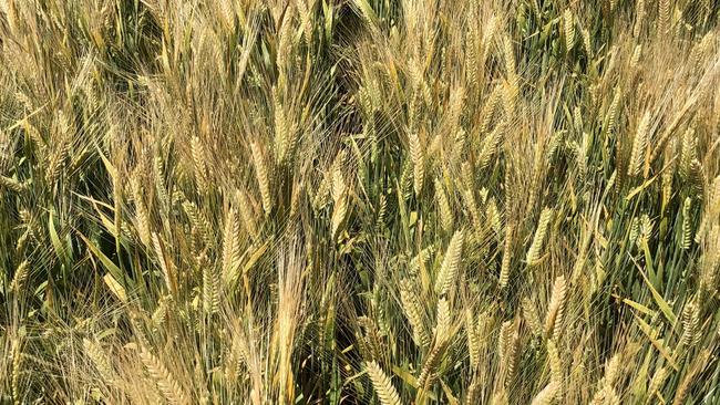 Barley growers in WA are tracking their emissions in an effort to promote a more sustainable brand for the industry.