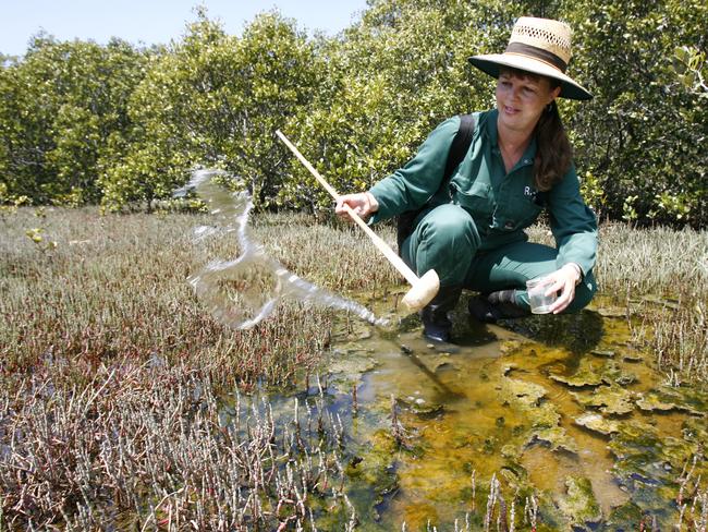 Ryde Council's Environmental Monitoring Officer, Gith Strid-Nwulaekwe, in Korpie Reserve, Melrose Park, collecting mosquito lavae.