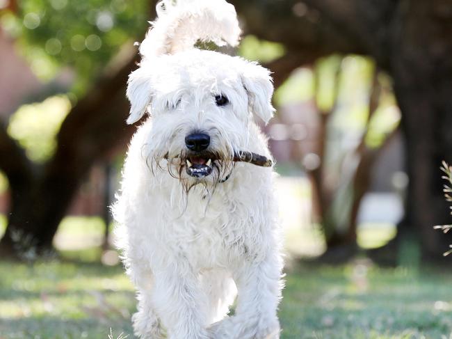 Eddie the 3-year-old wheaten terrier walking at the Kedron Brook in Gordon Park. Contact Genevieve 0438728547. Pics Tara Croser.