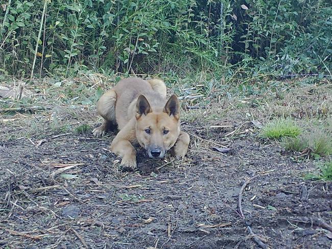 Crouching dingo, snapped in East Gippsland. Picture: WWF Australia