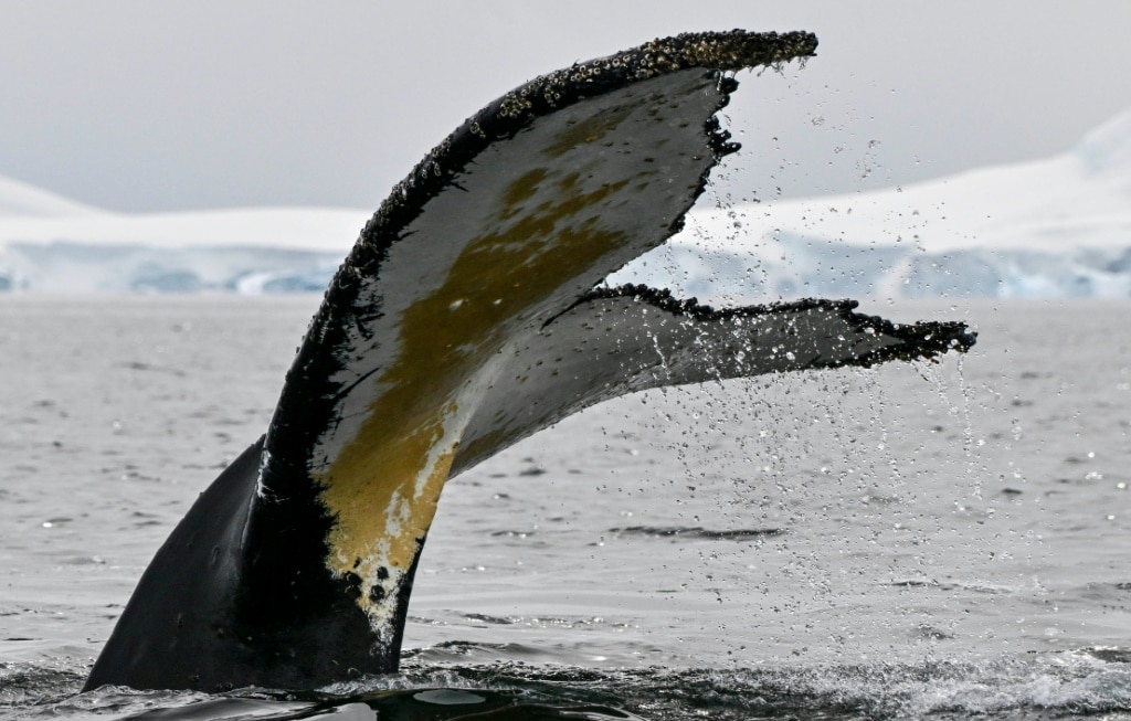 Whale of a tail: Scientists track unique humpback ‘fingerprint’ | The ...