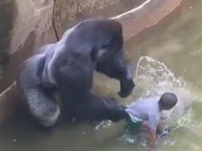 Harambe grabs the four-year-old after he fell into the enclosure. Source: YouTube