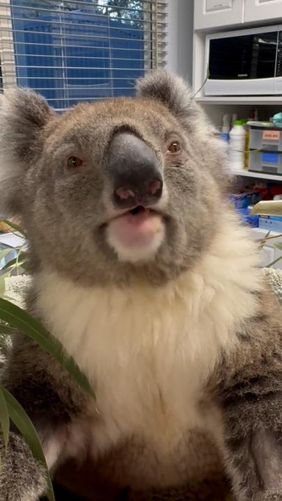 Adorable koala joey peeks out of mum’s pouch for the first time