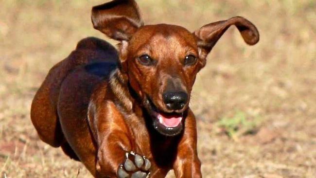 HAPPY DOG: When you're a dog called Sharron, you're always full of beans. Picture: Rebecca Ipsen Hill