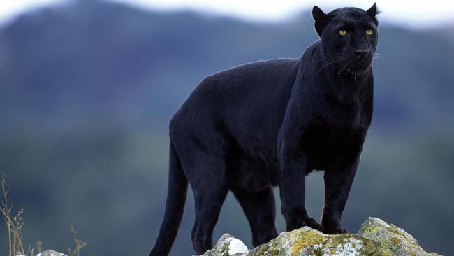 Numerous people have reported sighting a panther in the Macarthur region over the years.