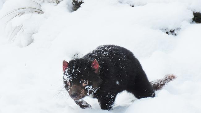 Devils in the snow at Devils@Cradle in Cradle Mountain. Picture: Devils@Cradle