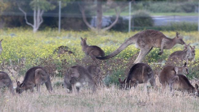 A kangaroo mob in Epping last year. Picture: Hamish Blair