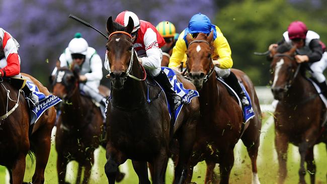 Kandinsky returns to racing after scoring a strong win on debut in November. Picture: Brett Costello