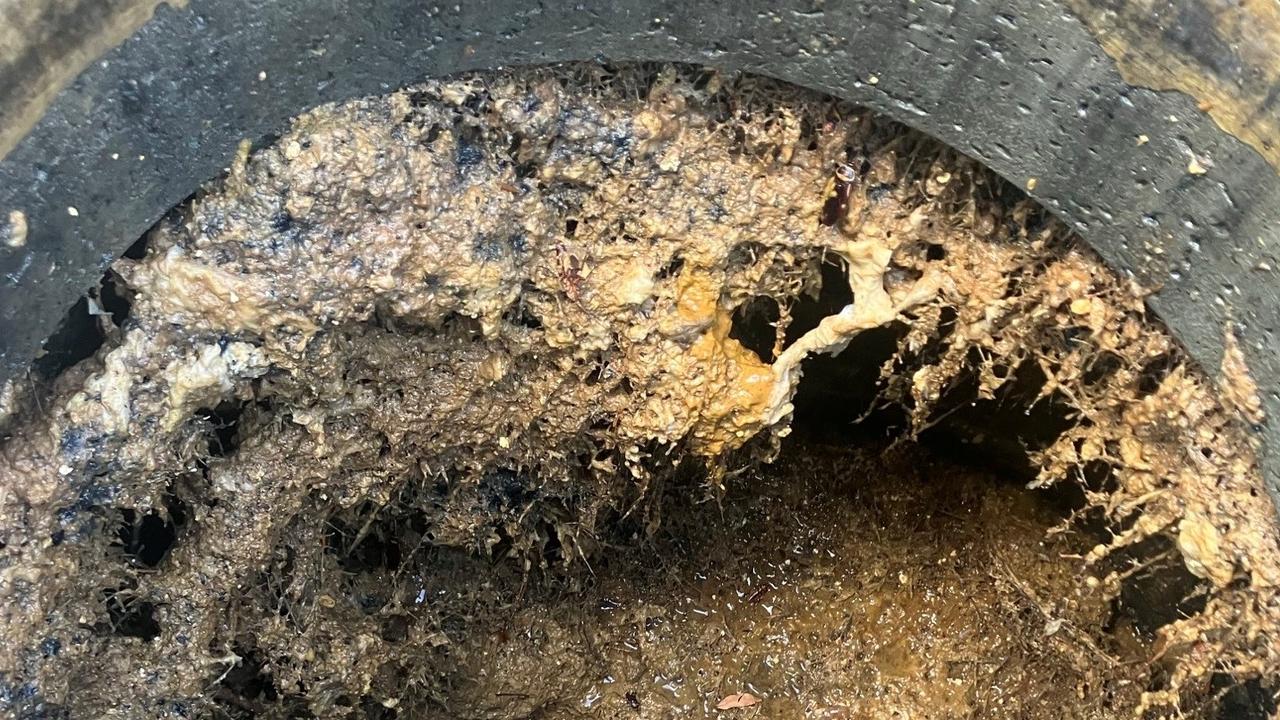 Images of root invasion exposed by tradies working for Unitywater. Source: Unitywater