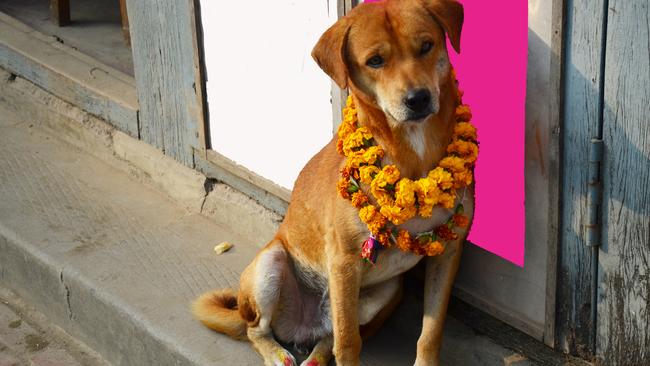 The second day of the five-day-long Hindu festival celebrated in Nepal is called Kukur Tihar or Kukur Puja (worship of the dogs).