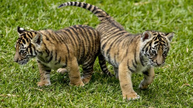 The boisterous six week-old tiger cubs brothers, Javi and Zakari, explore Tiger Island. Picture: Jerad Williams