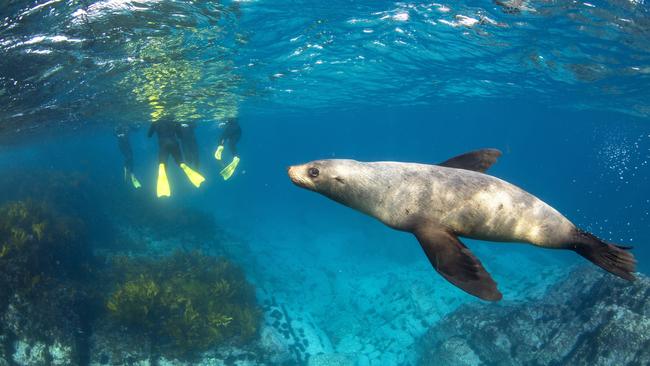 Fur seals swim around Montague Island, Narooma. Picture: Destination NSW