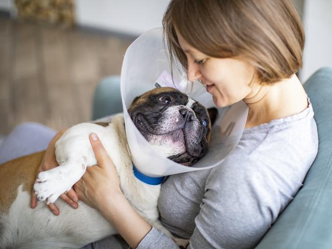 Senior dog with Elizabethan collar; pet insurance veterinary bills generic