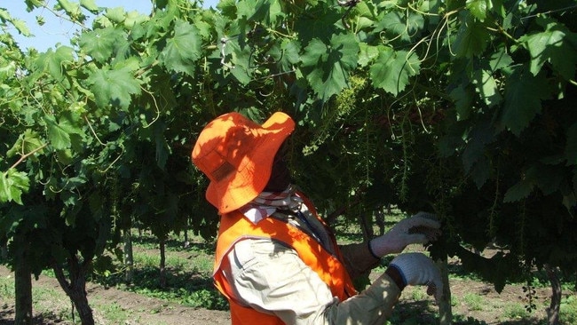 A seasonal worker from Vanuatu picks grapes on a Queensland farm.