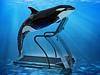 SeaWorld's bizarre invention for killer whales