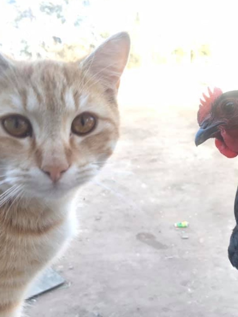 Fred and his chookie friend. Picture: Natt Bennetts.