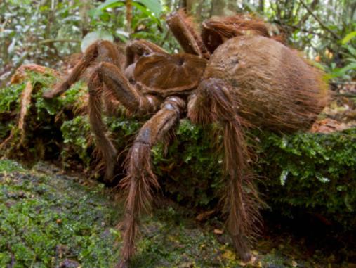 CREDIT: GETTY Goliath Bird-eating Spider (Theraphosa blondi), Surinam ONLINE USE ONLY