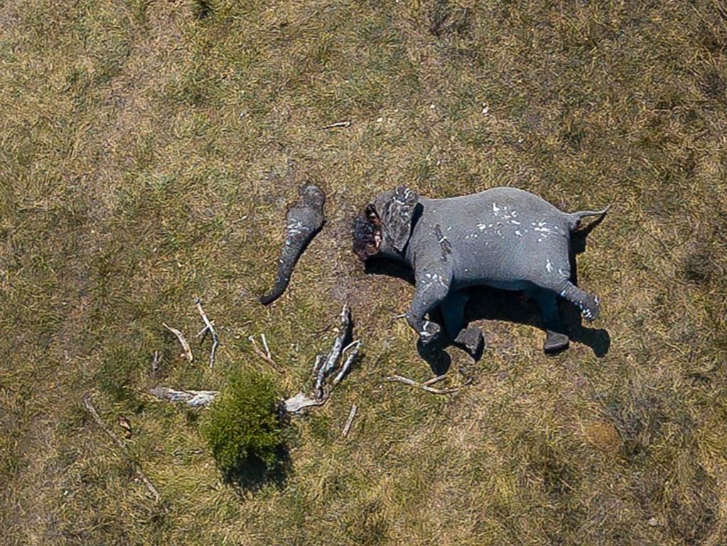 Photo reveals brutal mutilation of elephant by poachers in Africa