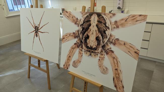 A newly discovered species of Tasmanian wolf spider, 'venator judyrainbirdae'. Picture: Alex Treacy