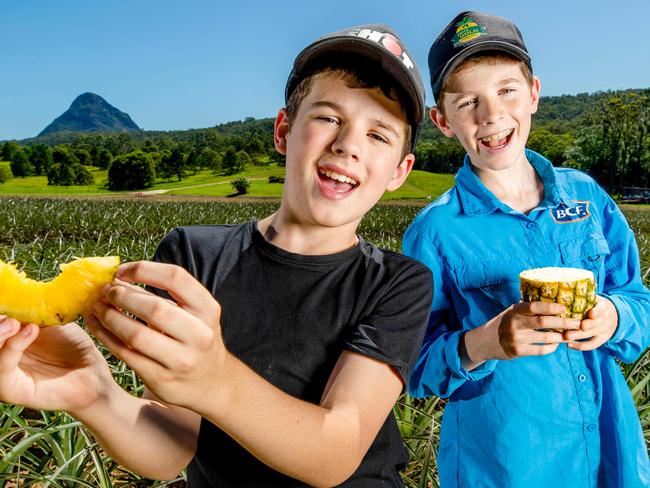 10-year-old Drew Stokes and 12-year-old Sacha Stokes on the family pineapple farm at Beerwah, Wednesday, December 14, 2022 - Picture: Richard Walker