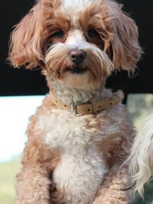 Jasper was a rescue dog and has to be with his support dog Oreo at all times - makes him feel very brave and we think very cute. From Oxenford