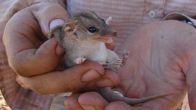 A ningbing false antechinus, as in the specimen above, were also detected. Picture: Jack Ashby