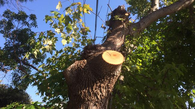 Inner West Council’s newly adopted tree policy is a “commonsense approach” for residents, an independent councillor says.