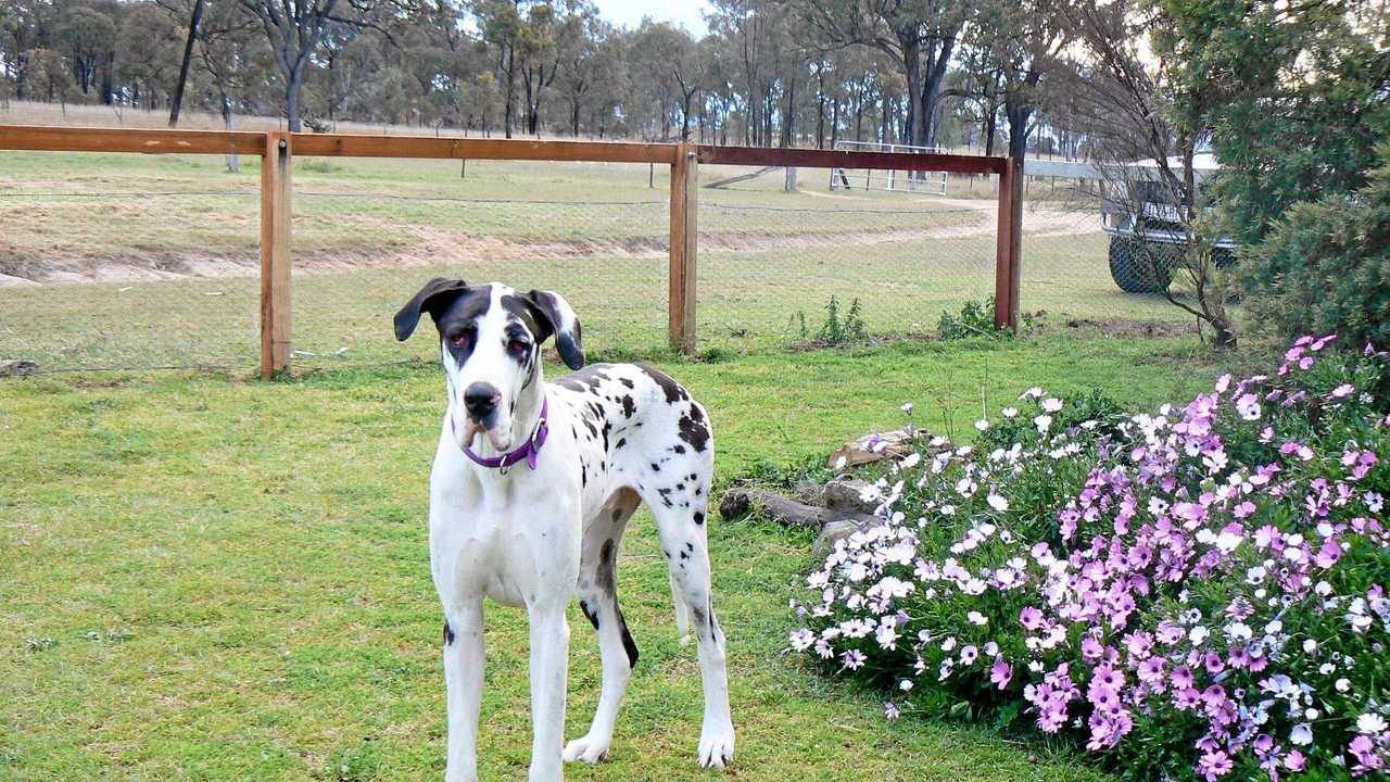 Dexter the great dane lives up to his name, a regular hero at Warwick Town and Country Vets. Picture: Contributed