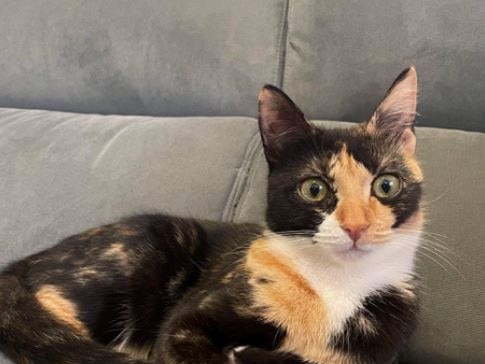 Choccy the adorable tortoiseshell loves to play and wants her forever home. Picture: CatRescue 901