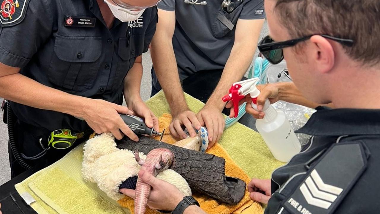 Firefighters rescue blue-tongued lizard from decorative log. Picture: Supplied.