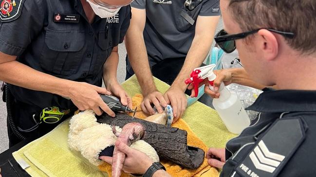 Firefighters rescue blue-tongued lizard from decorative log. Picture: Supplied.