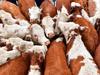 A look at the cattle market’s start to 2025