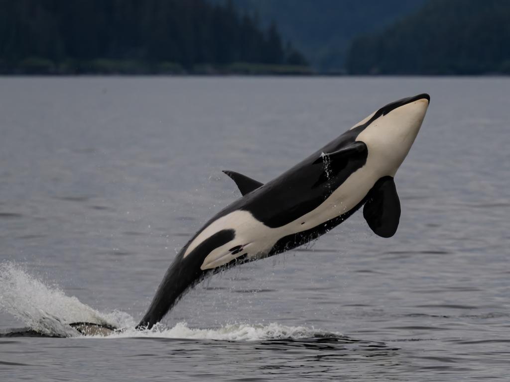 There has been a number of orca attacks on boats. Picture: istock