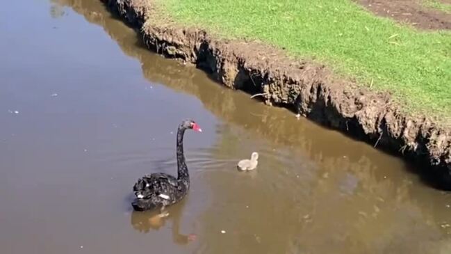 Toxic outbreak at popular park alarms wildlife carers